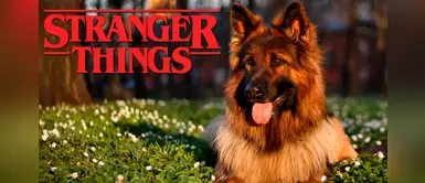 Lista de nombres para perritos inspirados en la serie Stranger Things Lista de nombres para perritos inspirados en la serie Stranger Things