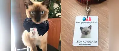 Dueños decidieron abandonar a su gatito, pero él ahora trabaja un estudio de abogados Dueños decidieron abandonar a su gatito, pero él ahora trabaja un estudio de abogados