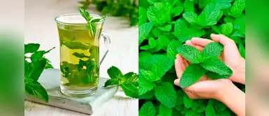 Aprende a cultivar menta en casa y disfruta de todos sus beneficios Aprende a cultivar menta en casa y disfruta de todos sus beneficios