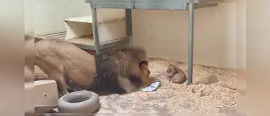 Vídeo de cachorro de león enternece a cibernautas León enternece al mundo al ver a su cachorro por primera vez | VIDEO