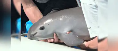 Ivonne Higuero: "No tenemos tiempo que perder, quedarían menos de veinte vaquitas" Ivonne Higuero: "No tenemos tiempo que perder, quedarían menos de veinte vaquitas"