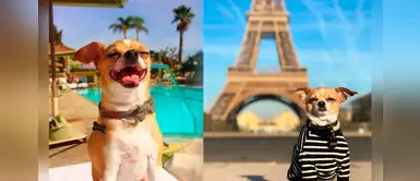 Perrito que fue abandonado ahora viaja por todo el mundo Perrito que fue abandonado ahora viaja por todo el mundo