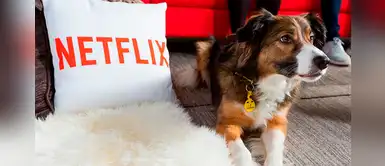 ¡Lleva a tu mascota! Netflix busca historias de perros para temporada 2 de ‘Dogs’ ¡Lleva a tu mascota! Netflix busca historias de perros para temporada 2 de ‘Dogs’