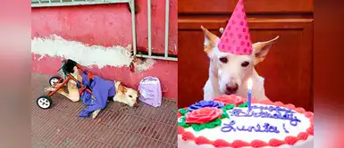 Perrita fue abandonada por ser paralítica pero la vida le dio otra oportunidad Perrita fue abandonada por ser paralítica pero la vida le dio otra oportunidad