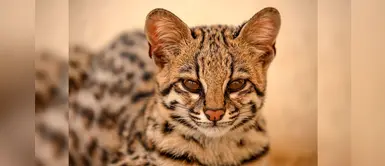 Conexión Jaguar: programa ayudará a conservar la biodiversidad de la Amazonía Peruana Conexión Jaguar: programa ayudará a conservar la biodiversidad de la Amazonía Peruana