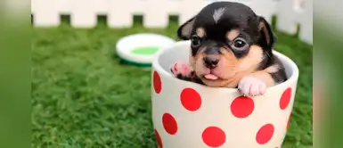 Lista de hermosos y originales nombres para perritos en árabe Lista de hermosos y originales nombres para perritos en árabe