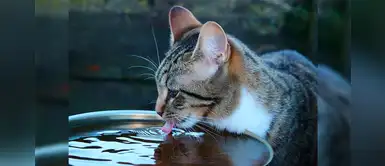 ¿Tu felino tiene mucho sueño? Conoce los síntomas de un gato deshidratado ¿Tu felino tiene mucho sueño? Conoce los síntomas de un gato deshidratado