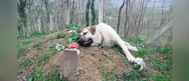 La conmovedora historia de Zozo, el perrito que vista la tumba de su amo desde el 2014 La conmovedora historia de Zozo, el perrito que vista la tumba de su amo desde el 2014