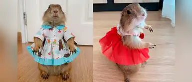 Mira los increíbles outfits para vestir a tu mascota que ha conquistado las redes Mira los increíbles outfits para vestir a tu mascota que ha conquistado las redes