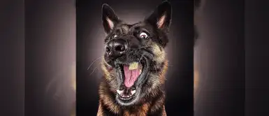 ¿Tu perro siempre tiene mucha hambre? Te enseñamos qué hacer en estos casos ¿Tu perro siempre tiene mucha hambre? Te enseñamos qué hacer en estos casos