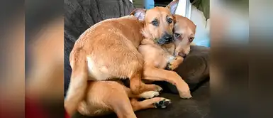 Perrito encontró a su alma gemela durante paseo y convenció a sus dueños de adoptarla Perrito encontró a su alma gemela durante paseo y convenció a sus dueños de adoptarla