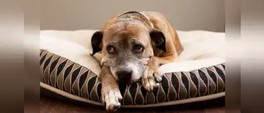 ¿Cómo saber si mi perrito tiene Alzheimer? ¿Cómo saber si mi perrito tiene Alzheimer?