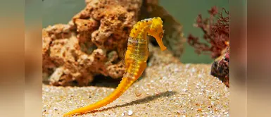 Caballito de mar: ¿Por qué es importante cuidar de este animalito marino? Caballito de mar: ¿Por qué es importante cuidar de este animalito marino?