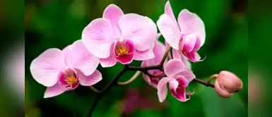 ¿Amante de las plantas? Conoce los cuidados básicos para la orquídea ¿Amante de las plantas? Conoce los cuidados básicos para la orquídea