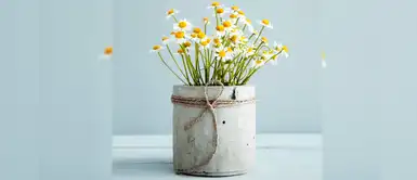 Aprende a cultivar manzanilla en casa y disfruta de todos sus beneficios Aprende a cultivar manzanilla en casa y disfruta de todos sus beneficios