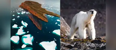 Groenlandia: oso polar busca alimento y se ve afectado por el cambio climático Groenlandia: oso polar busca alimento y se ve afectado por el cambio climático