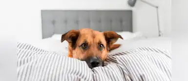 ¿Tu perro no quiere dormir en su cama? 5 tips que puedes seguir ¿Tu perro no quiere dormir en su cama? 5 tips que puedes seguir