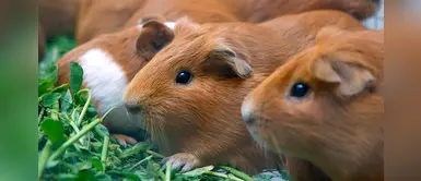 ¿Sabías que la carne de cuy tiene un gran valor nutricional? ¿Sabías que la carne de cuy tiene un gran valor nutricional?