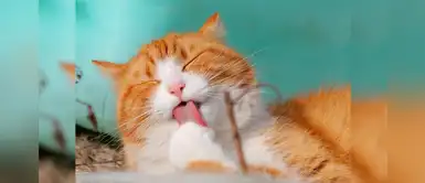 Conoces los tipos de gatos que están más vulnerables a las olas de calor Conoces los tipos de gatos que están más vulnerables a las olas de calor