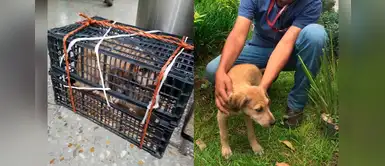 Perrito es abandonado en estación porque no lo dejaron subir al bus Perrito es abandonado en estación porque no lo dejaron subir al bus