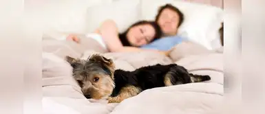 ¿Cómo le digo a mi novio que no me gusta su mascota? Sigue estos tips ¿Cómo le digo a mi novio que no me gusta su mascota? Sigue estos tips