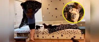 Pareja construyó una cama de más de 4 metros para poder dormir con sus 7 perritos Pareja construyó una cama de más de 4 metros para poder dormir con sus 7 perritos