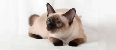 ¿Adoptaste un gatito siamés? Mira esta hermosa lista de nombres que le puedes poner ¿Adoptaste un gatito siamés? Mira esta hermosa lista de nombres que le puedes poner