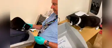 Pareja es detenida en el aeropuerto por llevar, sin querer, a su gato en la maleta Pareja es detenida en el aeropuerto por llevar, sin querer, a su gato en la maleta