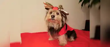 ¿Tu niño quiere una mascota por Navidad? Sigue estos consejos ¿Tu niño quiere una mascota por Navidad? Sigue estos consejos