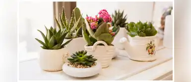 4 beneficios de tener plantas en casa 4 beneficios de tener plantas en casa