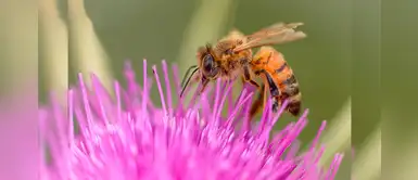 ¿Sabías que las abejas han sido declaradas como el ser vivo más importante? ¿Sabías que las abejas han sido declaradas como el ser vivo más importante?
