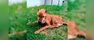 Perrito sufrió de maltrato animal por 9 años y rescatistas lograron salvarlo Perrito sufrió de maltrato animal por 9 años y rescatistas lograron salvarlo