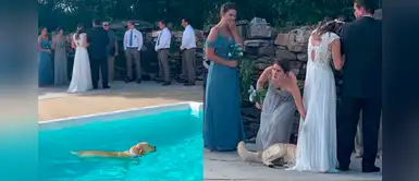 Perrito se baña en la piscina durante la boda de su humana y se seca en su vestido Perrito se baña en la piscina durante la boda de su humana y se seca en su vestido
