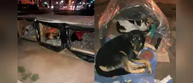 Héroe sin capa fabrica cajas térmicas para que perritos callejeros resistan al frío Héroe sin capa fabrica cajas térmicas para que perritos callejeros resistan al frío