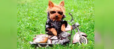 ¿Adoptaste una mascota? Encuentra el nombre perfecto inspirada en el rock ¿Adoptaste una mascota? Encuentra el nombre perfecto inspirada en el rock