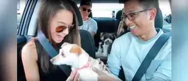 Taxista lleva perritos sin hogar para sorprender a sus pasajeros y crear conciencia Taxista lleva perritos sin hogar para sorprender a sus pasajeros y crear conciencia