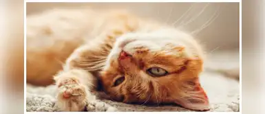 Descubre el lenguaje corporal de tu gato Descubre el lenguaje corporal de tu gato