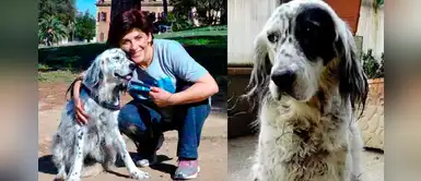 Mujer obtiene licencia laboral para cuidar a su perrito enfermo Mujer obtiene licencia laboral para cuidar a su perrito enfermo