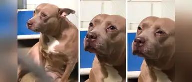 Perrita llora desconsoladamente al ser separada de sus cachorros y dejada en un albergue Perrita llora desconsoladamente al ser separada de sus cachorros y dejada en un albergue