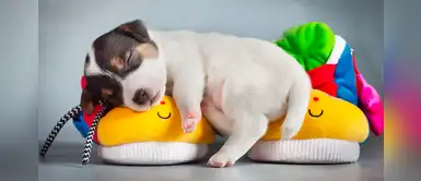 ¿El perrito que adoptaste es dormilón? Puedes bautizarlo con estos graciosos nombres ¿El perrito que adoptaste es dormilón? Puedes bautizarlo con estos graciosos nombres