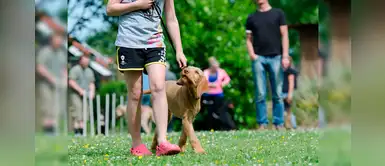 Evita estos errores comunes al momento de educar a tu perro Evita estos errores comunes al momento de educar a tu perro