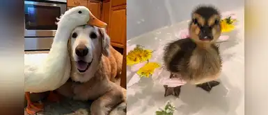 15 hermosas fotos que muestran que los patos también se pueden ser los mejores amigos 15 hermosas fotos que muestran que los patos también se pueden ser los mejores amigos