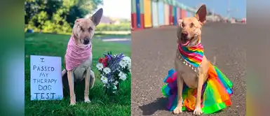 Perrita embarazada que recibió 17 disparos se convierte en ejemplo de superación Perrita embarazada que recibió 17 disparos se convierte en ejemplo de superación