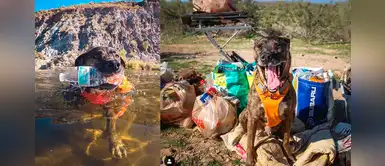 Chipper, el perrito que le encanta reciclar y limpiar la basura de ríos y parques Chipper, el perrito que le encanta reciclar y limpiar la basura de ríos y parques
