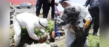 Valiente sereno rescata a perro que cayó en canal de regadío en San Luis Valiente sereno rescata a perro que cayó en canal de regadío en San Luis
