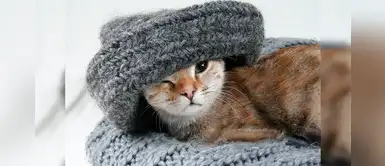 10 cosas increíbles que no sabías de los gatos y te enamorarán mucho más 10 cosas increíbles que no sabías de los gatos y te enamorarán mucho más