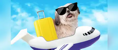 Las mascotas también vuelan Las mascotas también vuelan