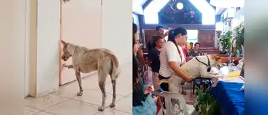 Fiel perrito esperaba al maestro que lo alimentaba y cuidaba sin saber que falleció Fiel perrito esperaba al maestro que lo alimentaba y cuidaba sin saber que falleció