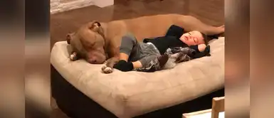 Niño se enfermó de gripe y solo quiere que lo consuele su perrito rescatado Niño se enfermó de gripe y solo quiere que lo consuele su perrito rescatado