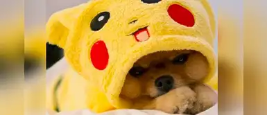 ¿Vas adoptar un perrito? Lista de nombres inspirados en Pokémon que puedes ponerle ¿Vas adoptar un perrito? Lista de nombres inspirados en Pokémon que puedes ponerle